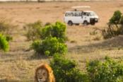 leone si riposa davanti a una jeep