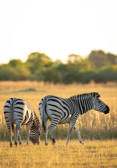 zebre al tramonto