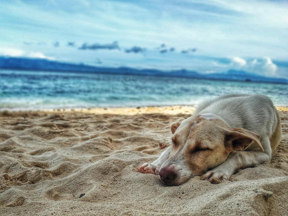 cane in spiaggia 