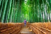 foresta bambu arashiyama giappone