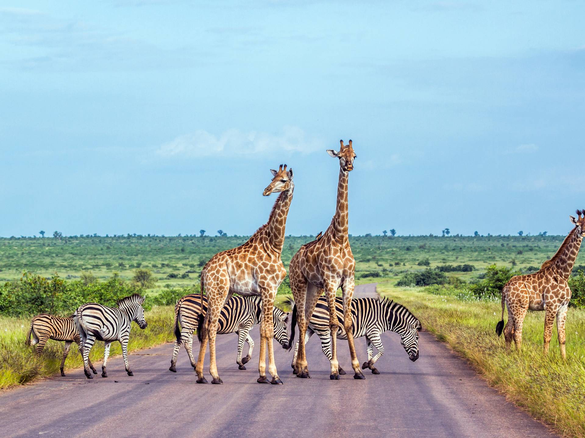 Panoramas of the wild South Africa cover