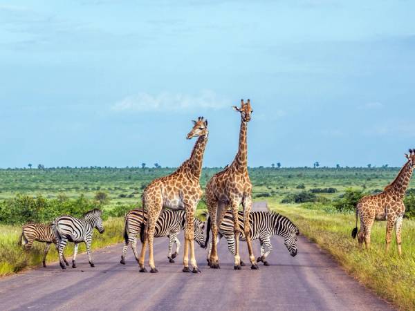 Panorami del selvaggio Sudafrica cover