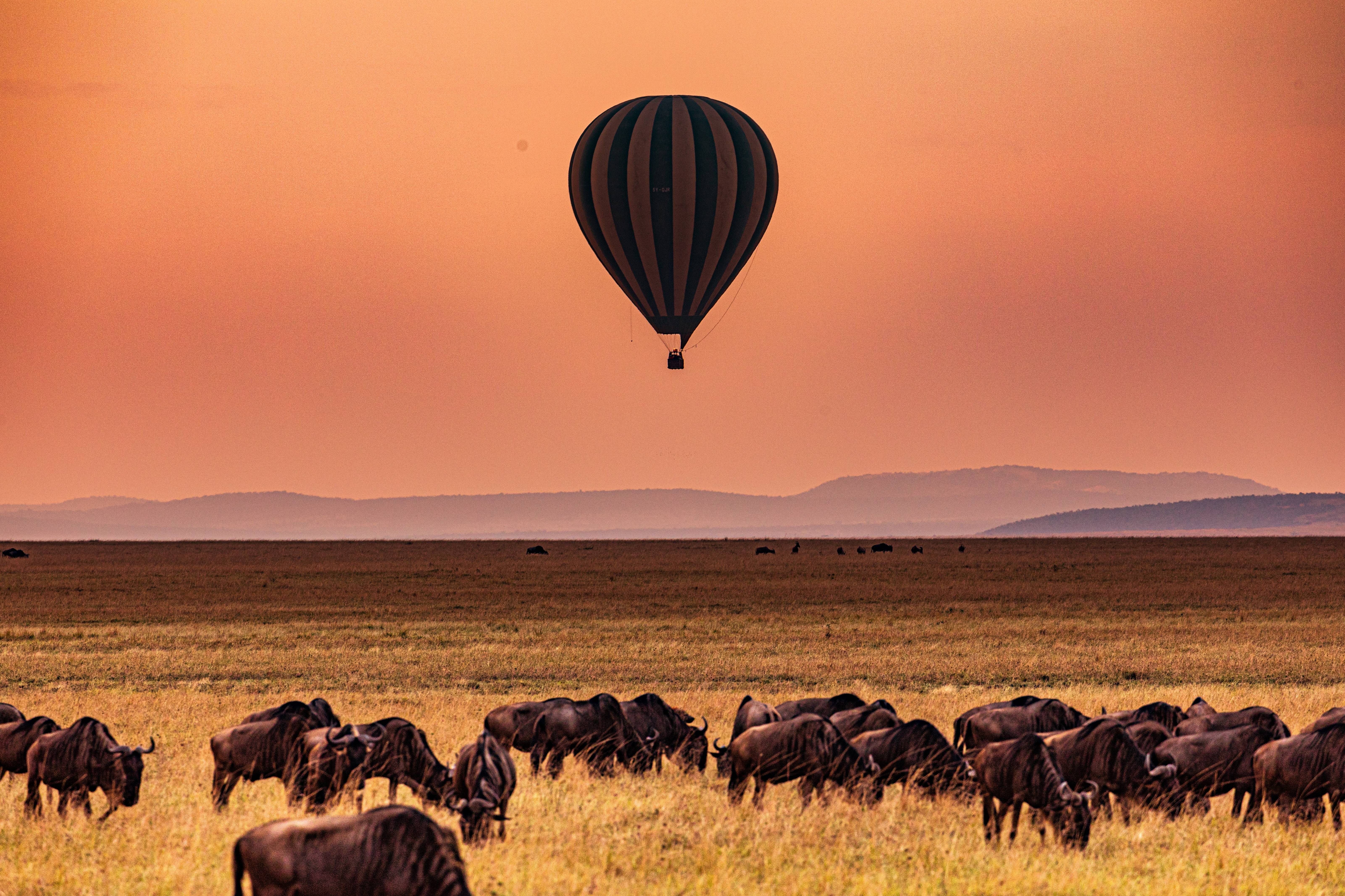 masai mara