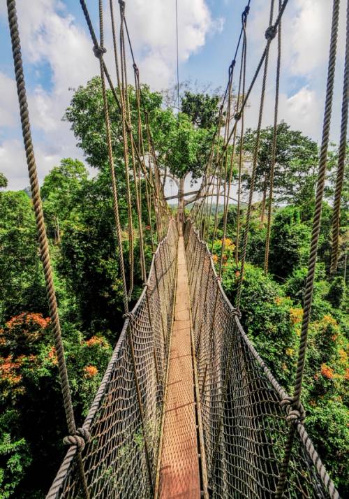 ponte tibetano foresta pluviale