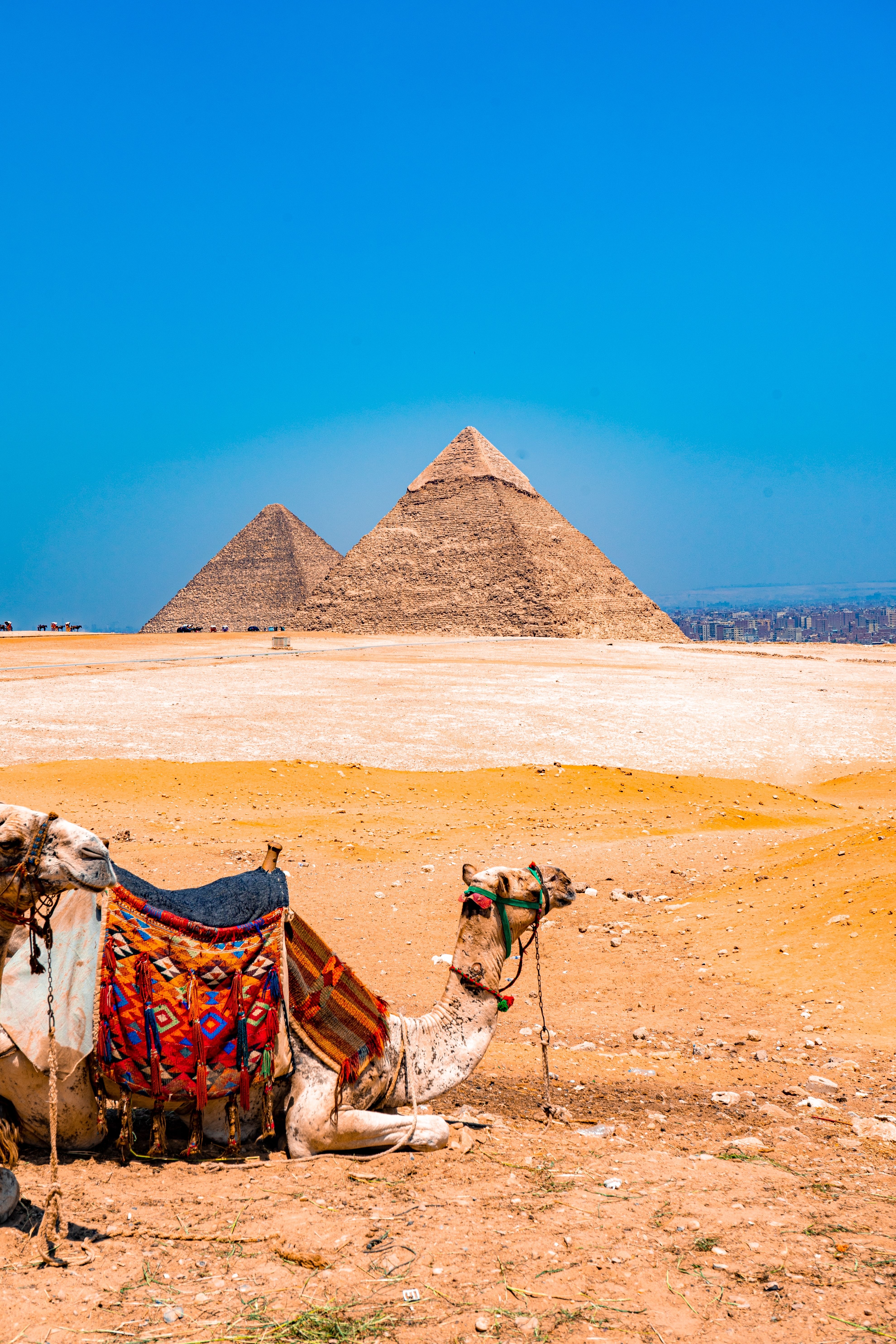 camel in the desert with pyramids