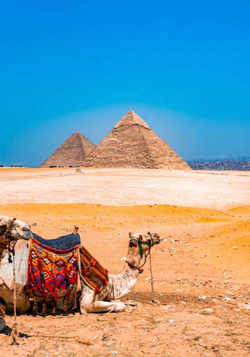 camel in the desert with pyramids