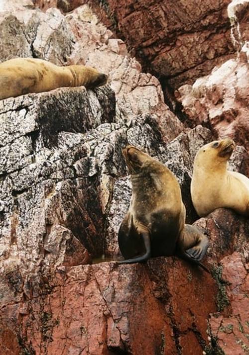 Isole Ballestas