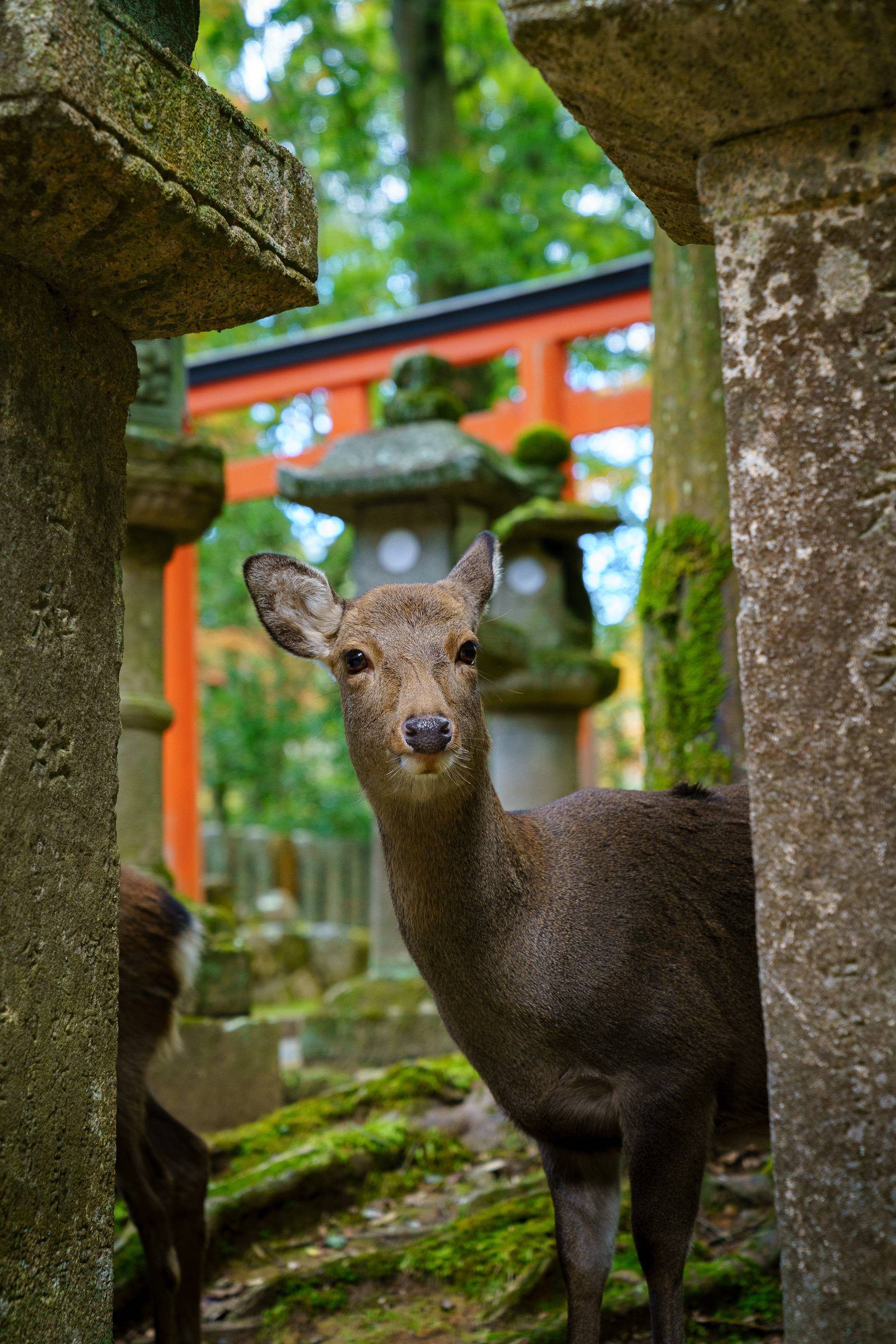 parco di nara