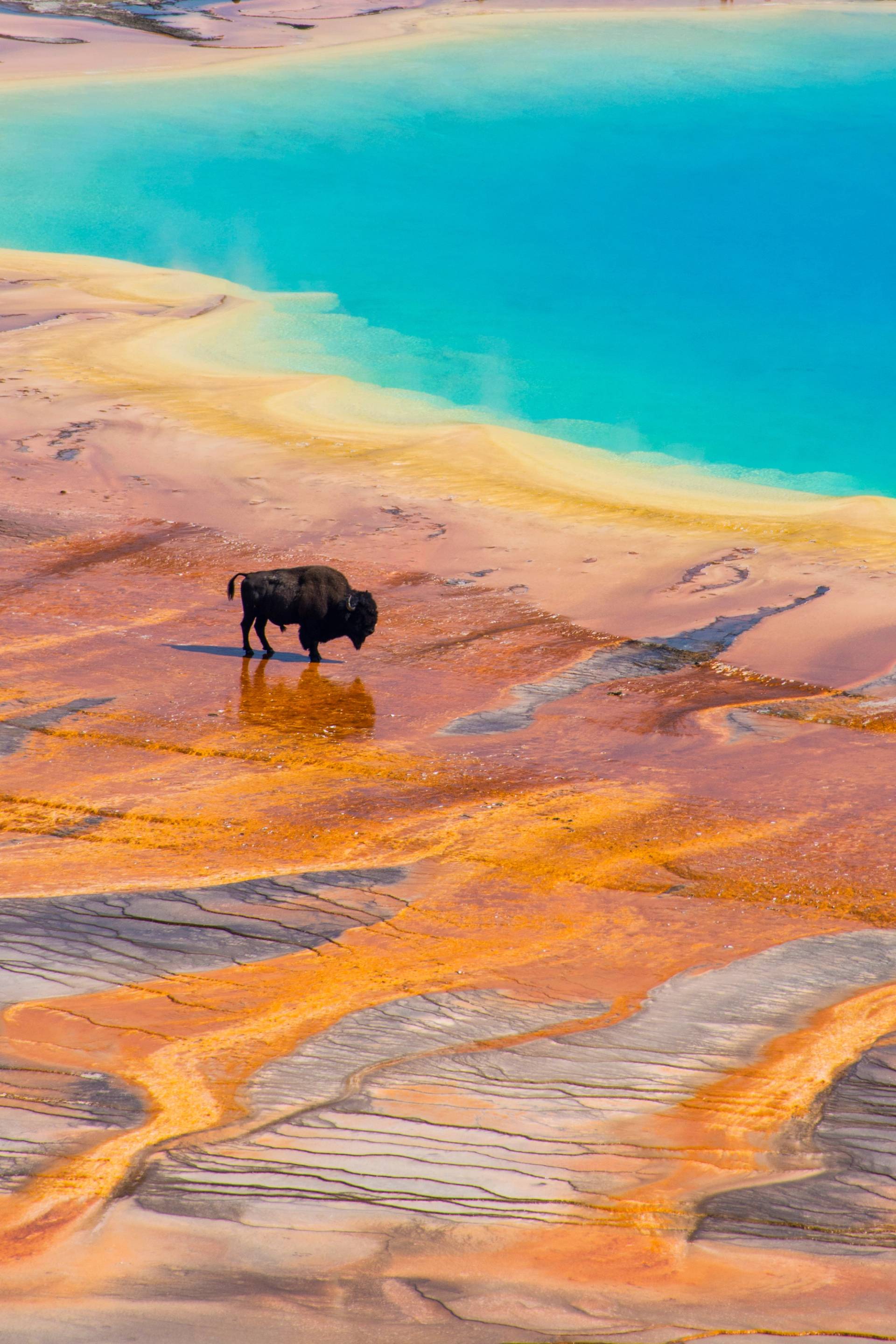 animale che beve in un lago a yellowstone