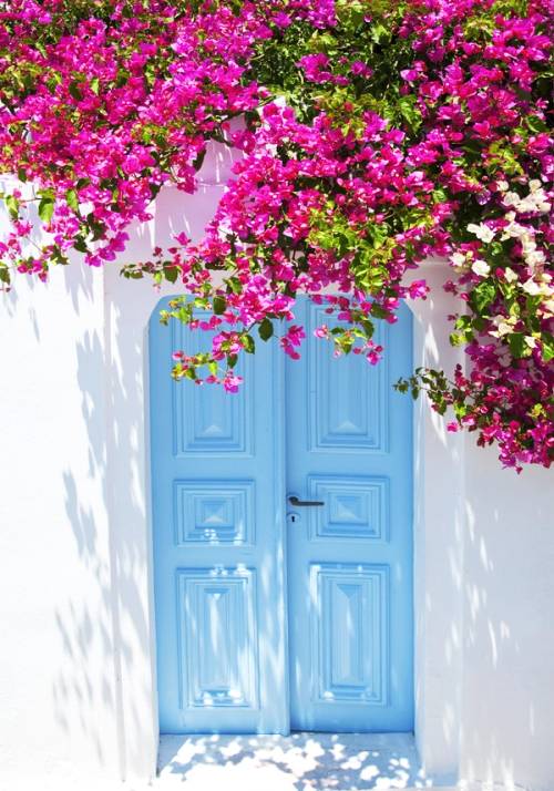 fiori rosa su porta azzurra