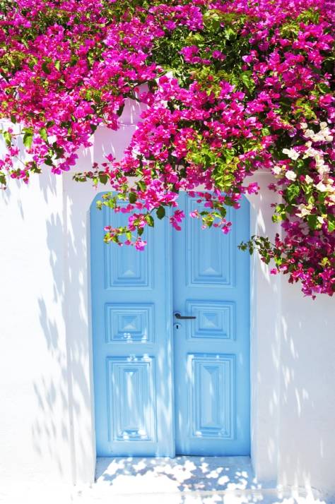 fiori rosa su porta azzurra