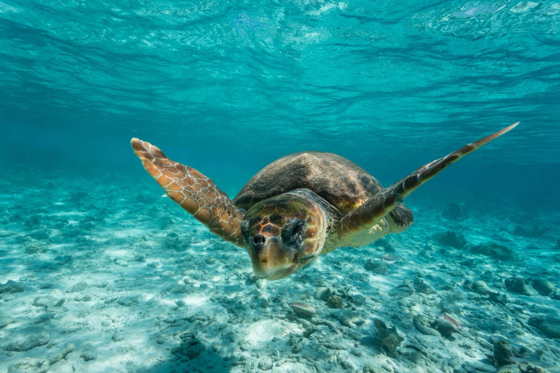 tartaruga caretta caretta in basilicata