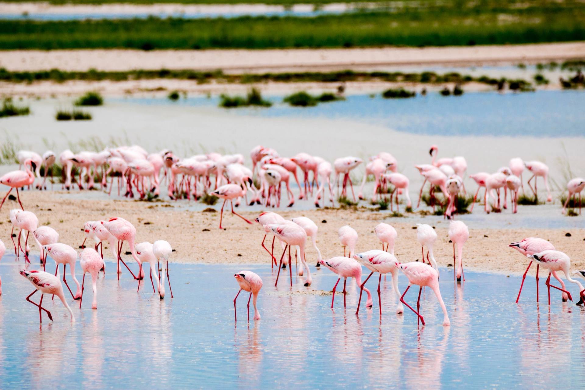 flamingos