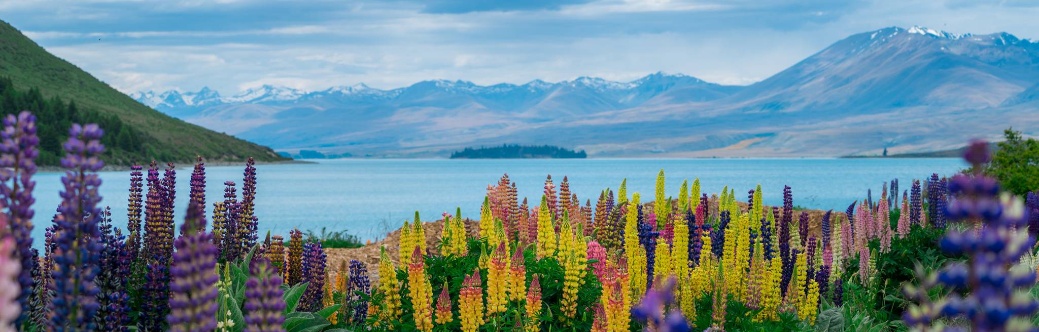 campo di lavanda con montagne in nuova zelanda