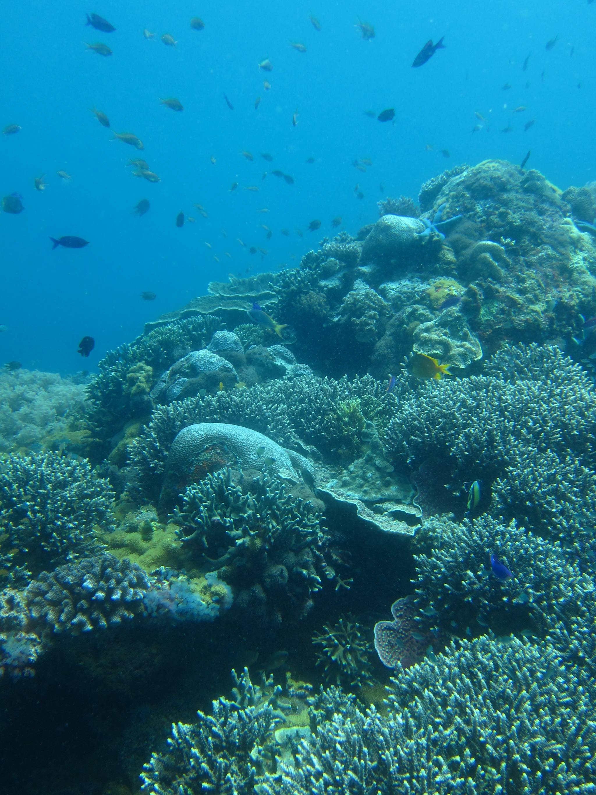 el nido