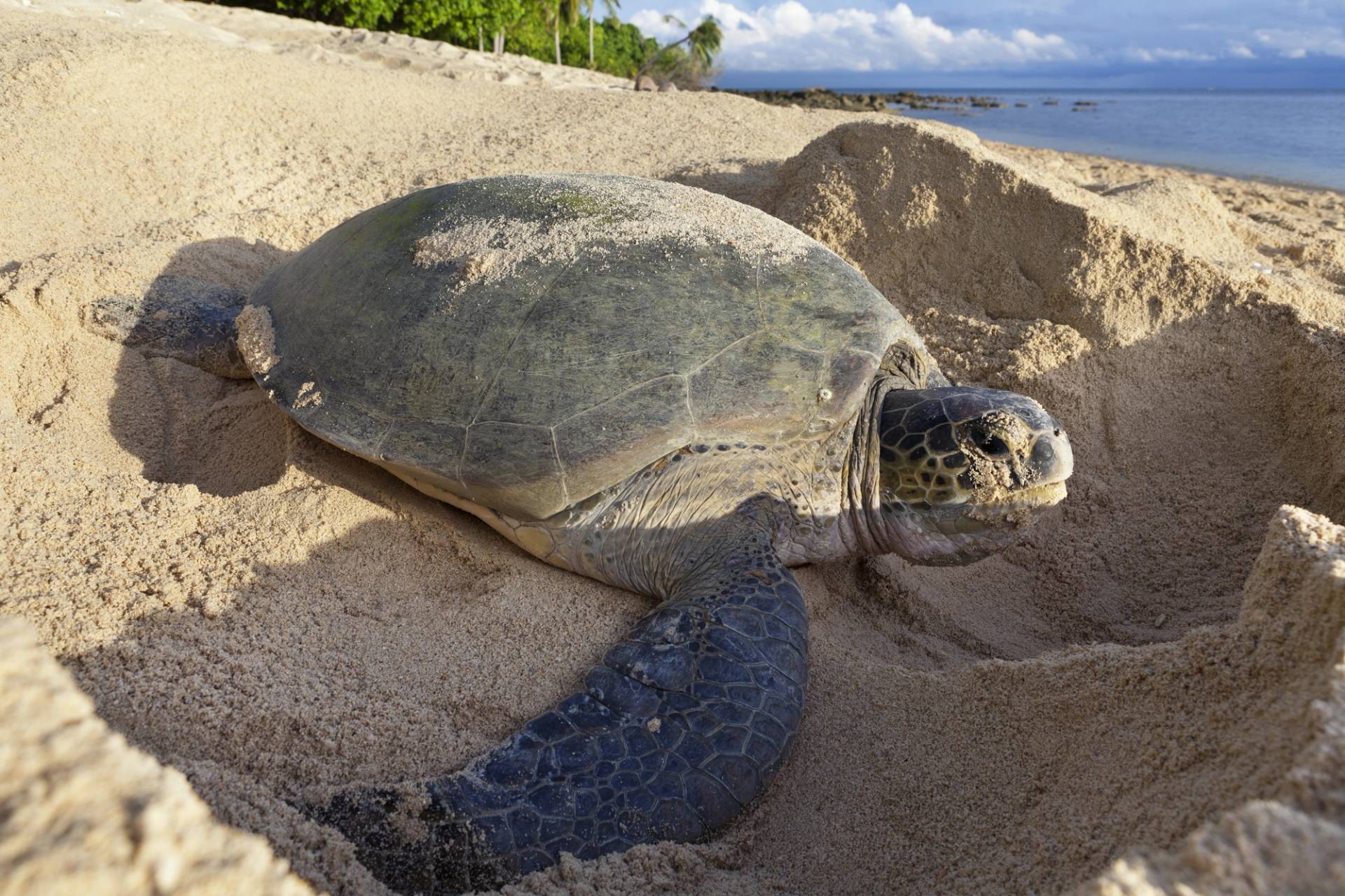 turtle on the beach
