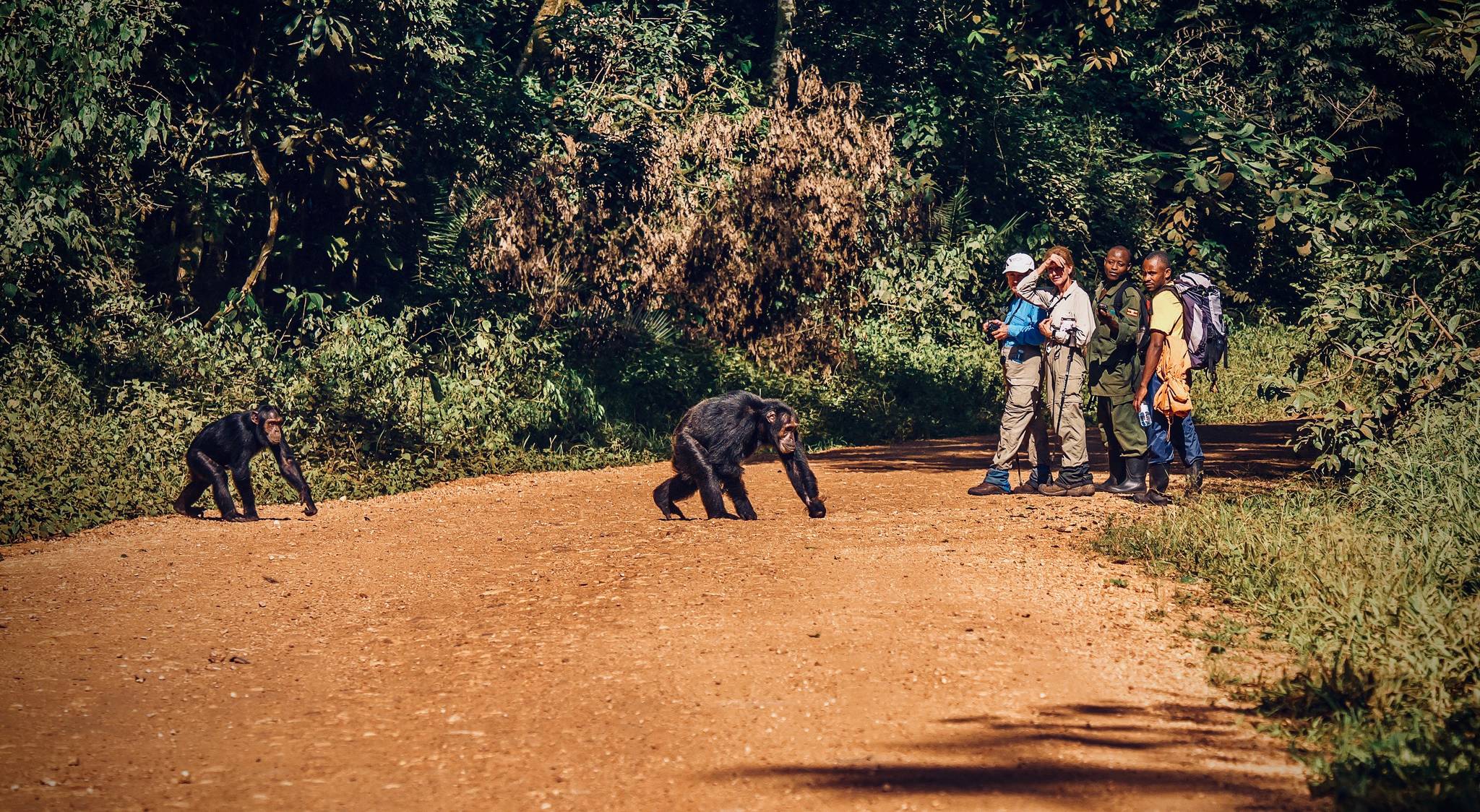 kibale forest national park