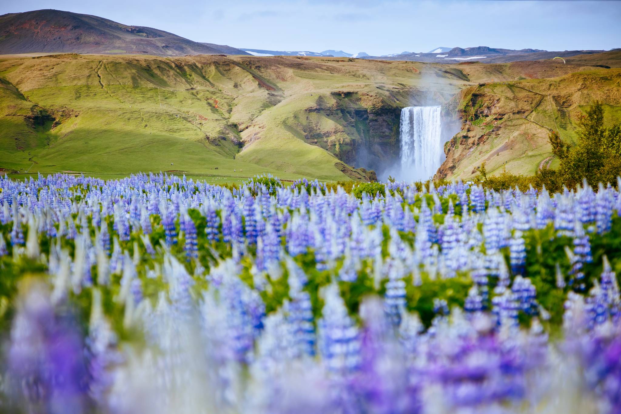 cascata skogafoss fiori