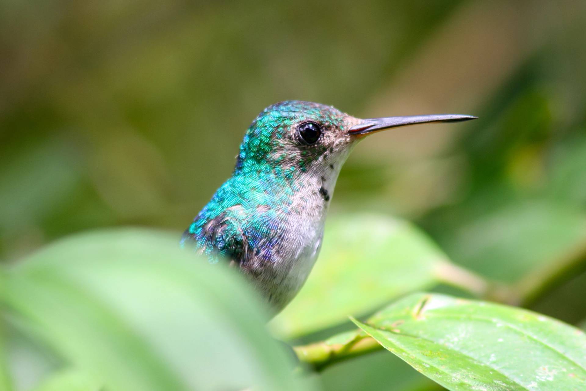 uccello al parco soberiana 