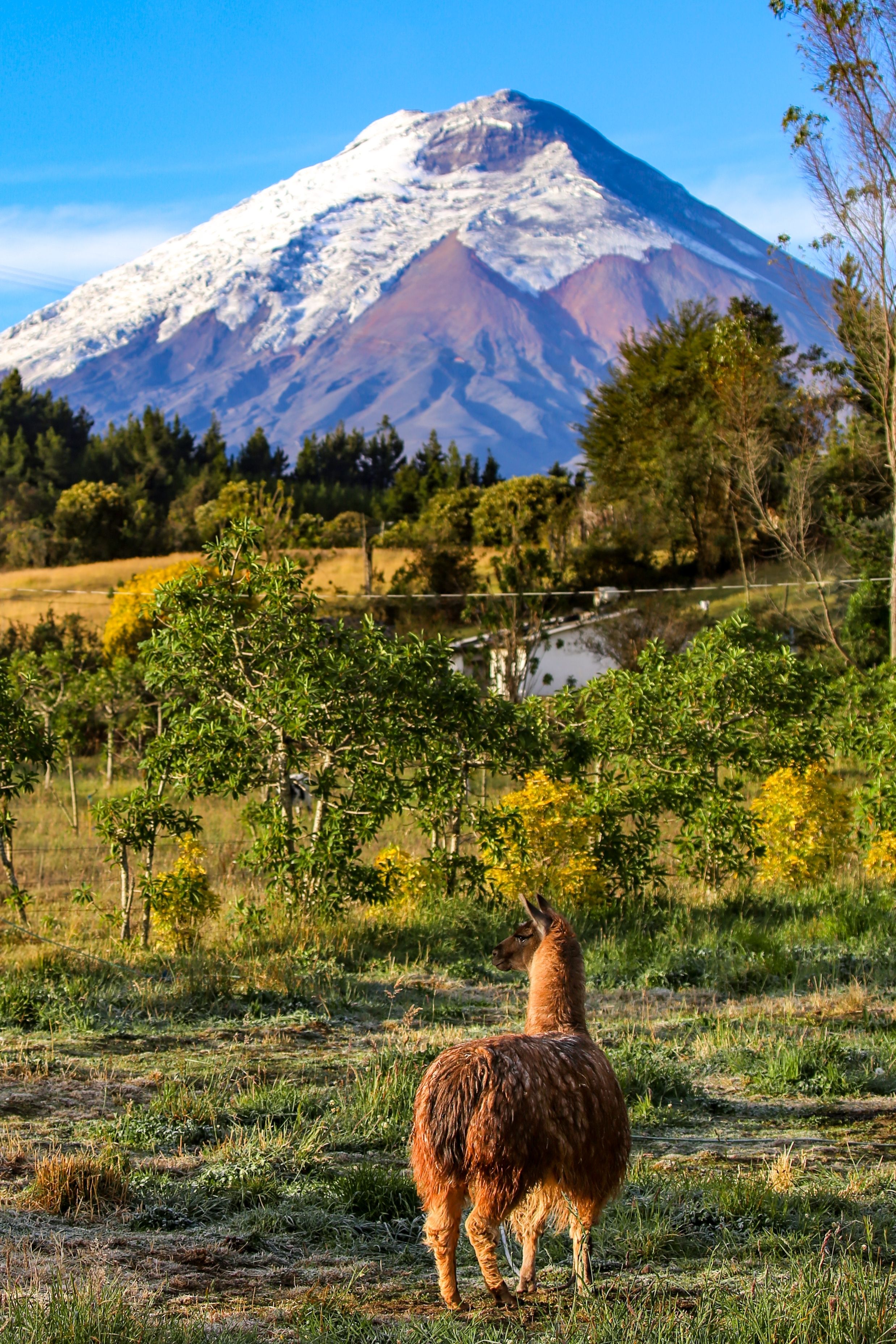 cotopaxi