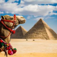 cammello piramidi di giza