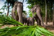 elefanti nella giungla