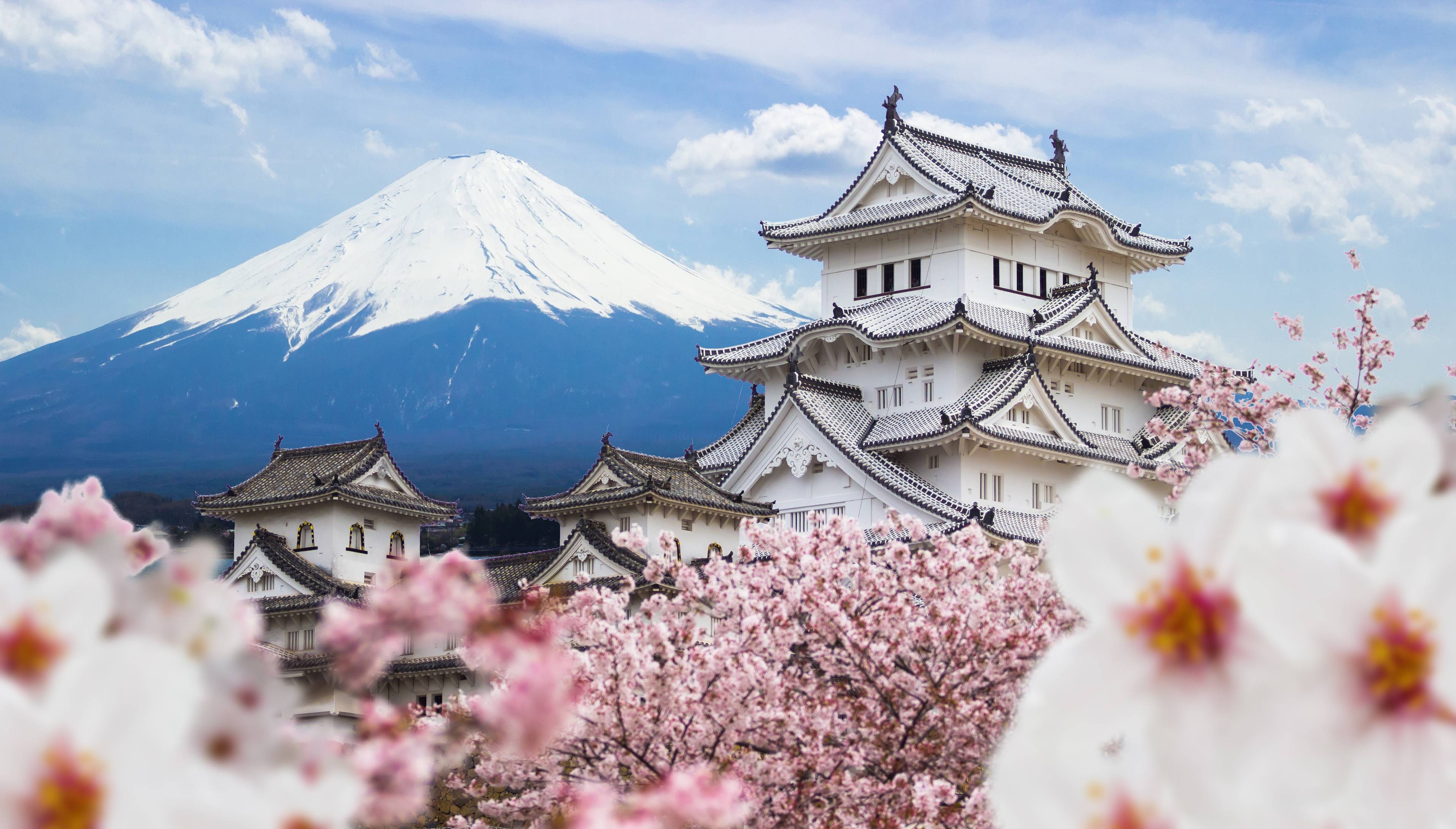 castello con monte fuji sullo sfondo e fiori di ciliegio rosa