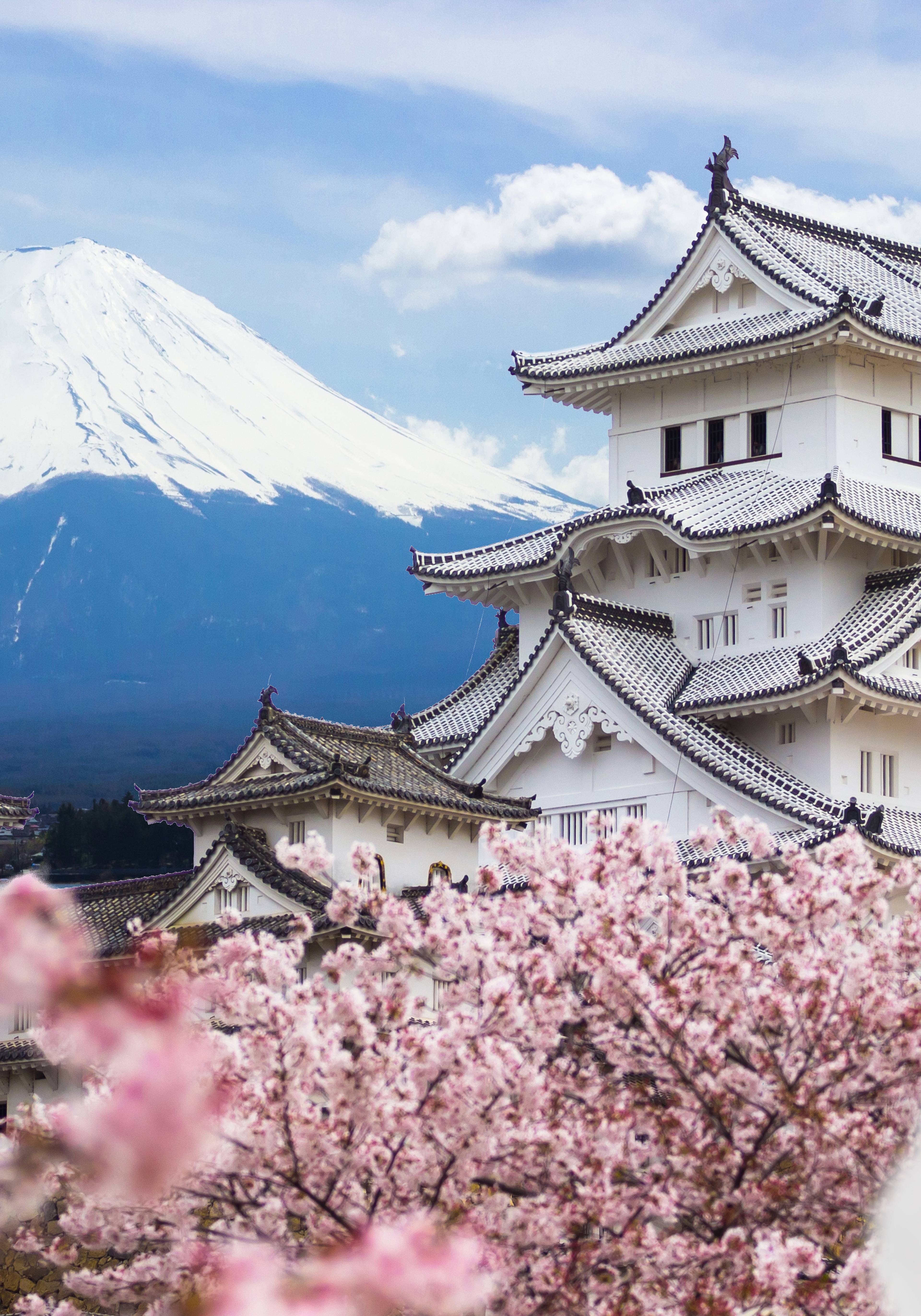 castello con monte fuji sullo sfondo e fiori di ciliegio rosa
