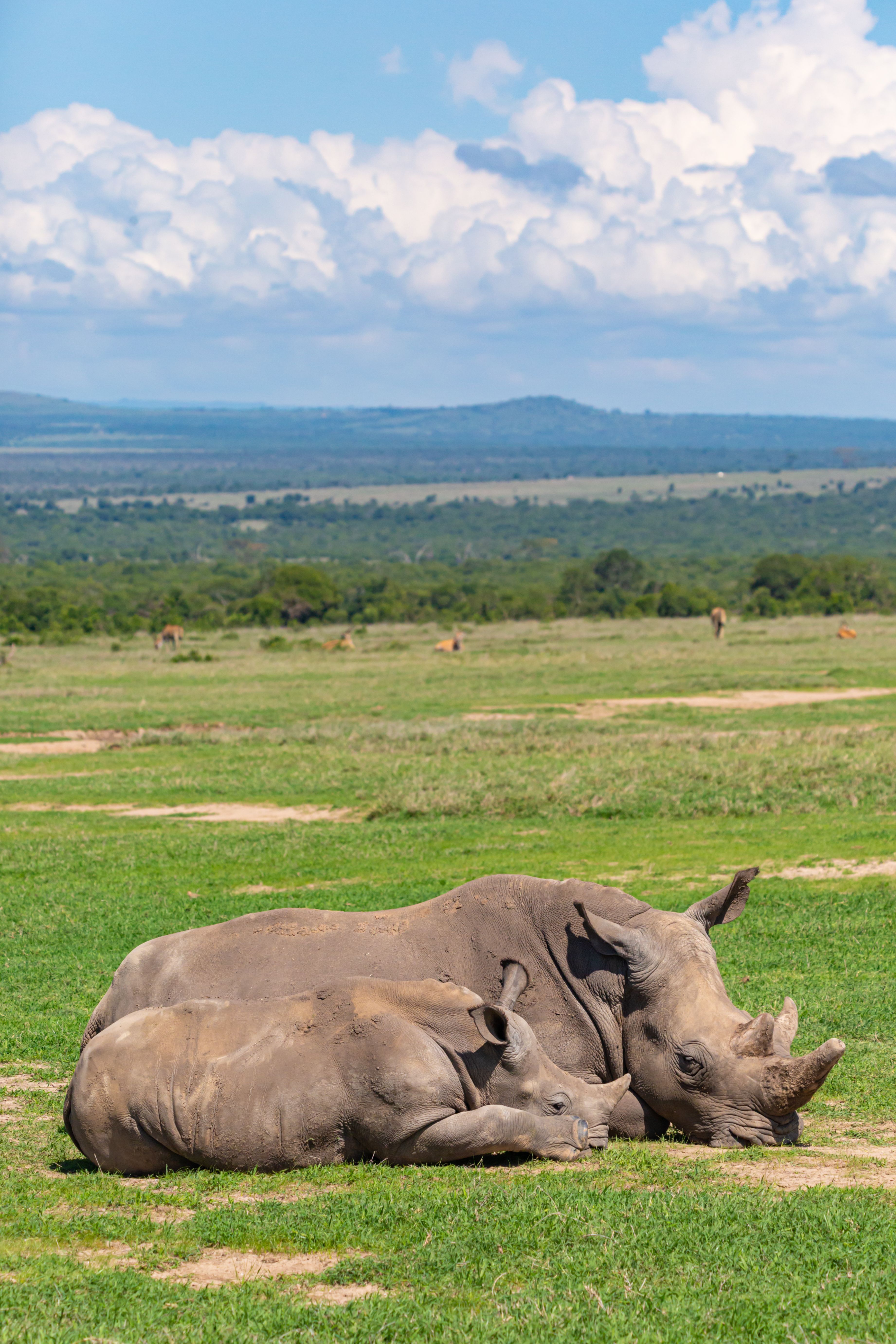 rinoceronte al ol pejeta