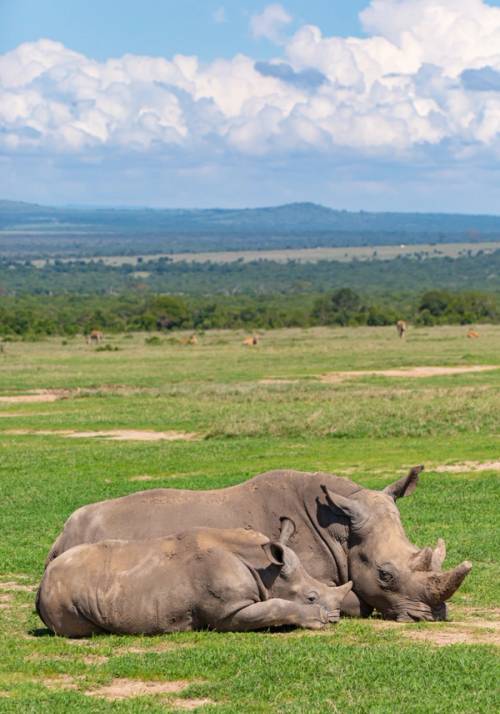 rinoceronte al ol pejeta