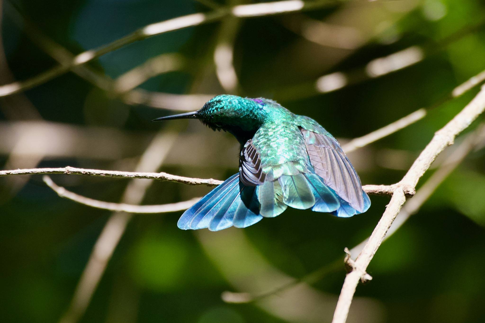 uccello a monteverde