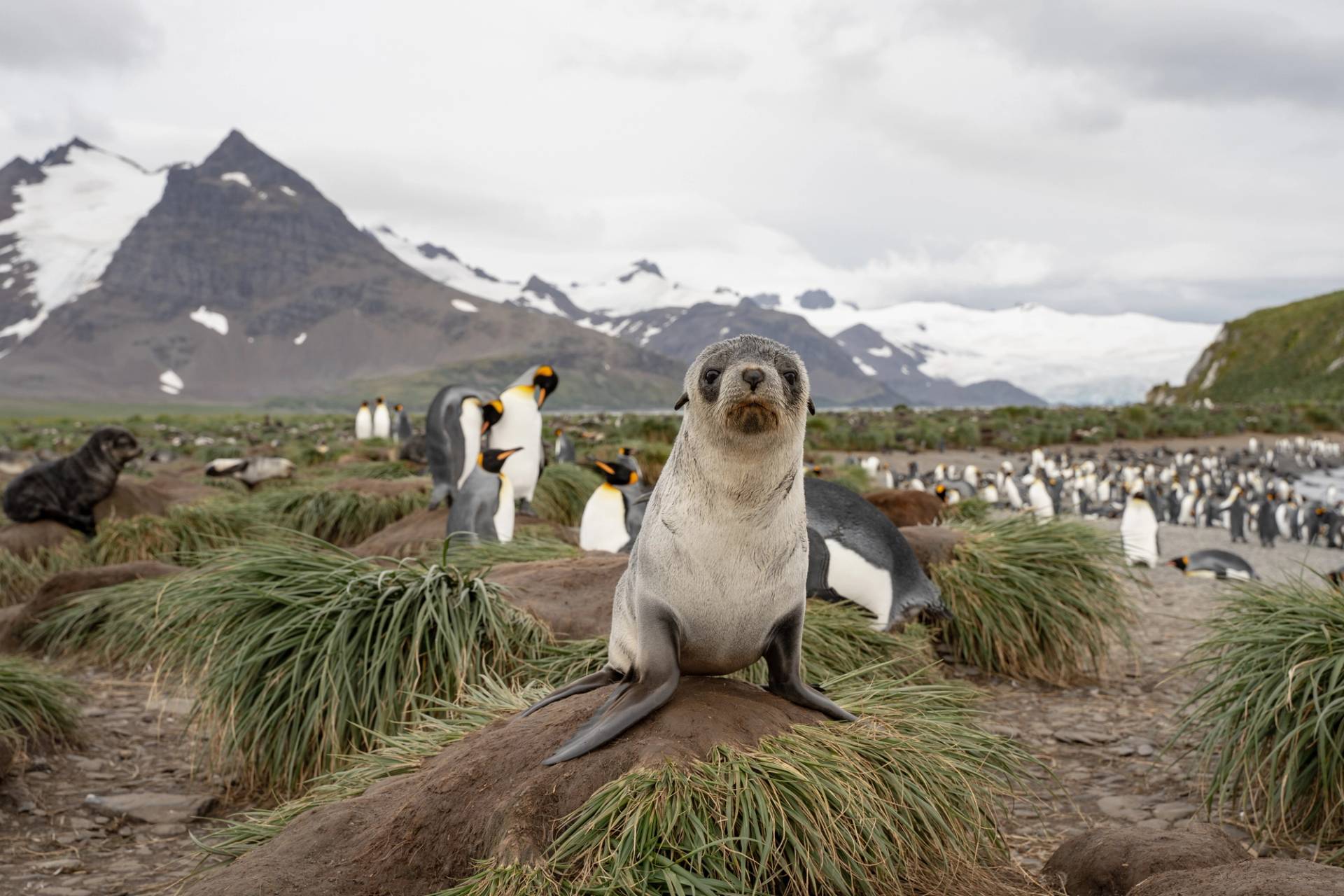 pinguini e foche isole kerguelen
