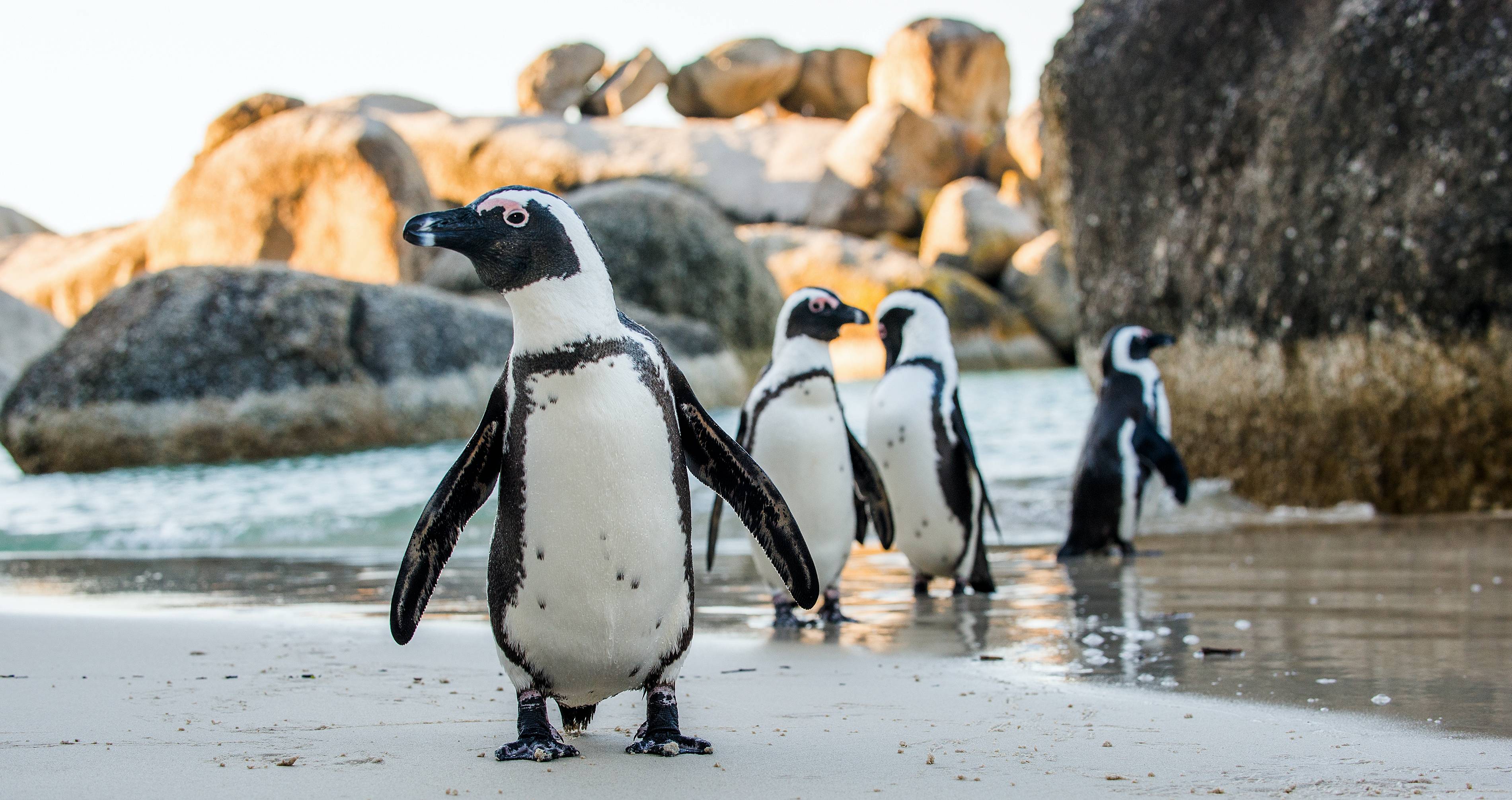 pinguini di boulders beach in sudafrica