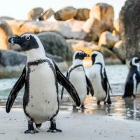 pinguini di boulders beach in sudafrica