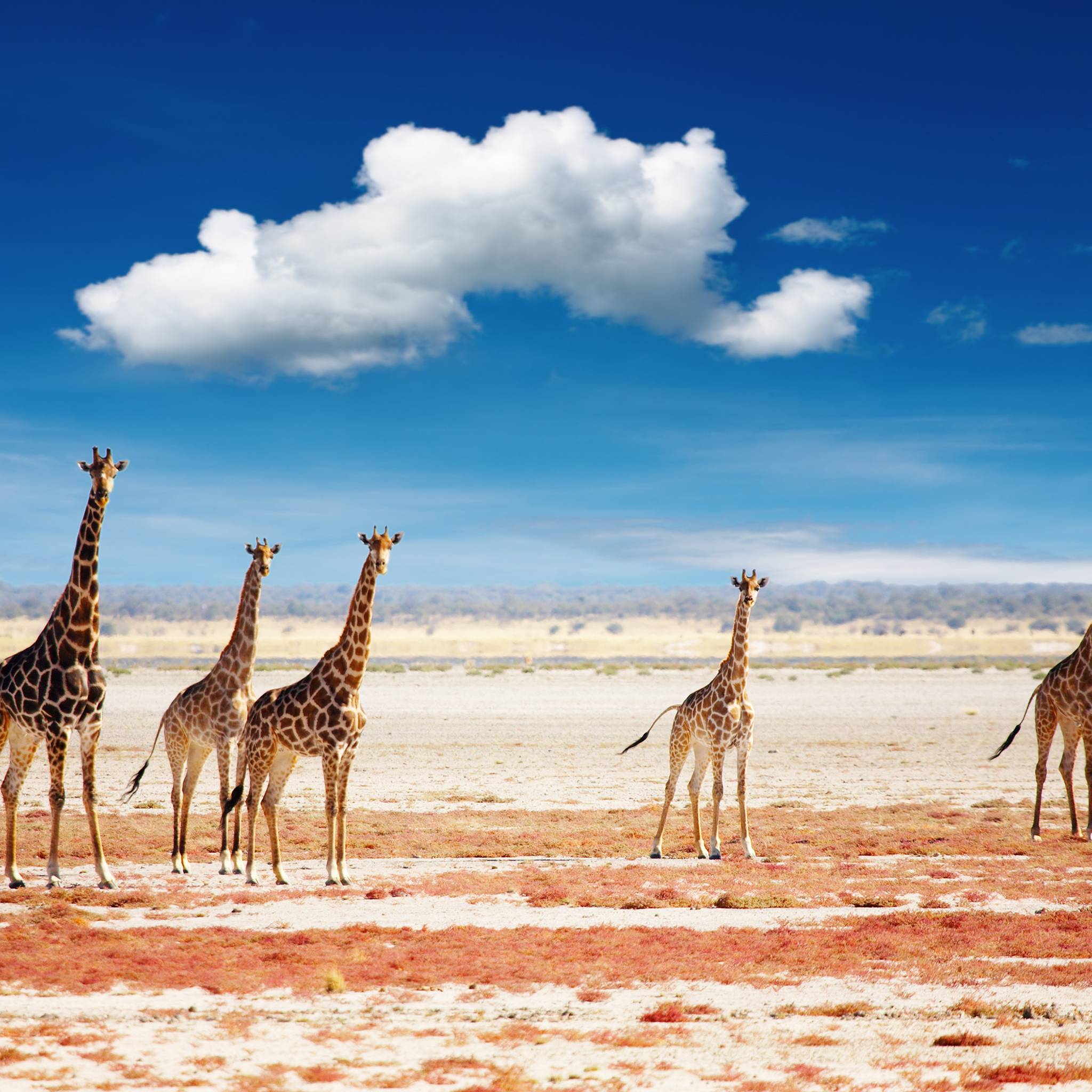 giraffe in un parco nazionale in namibia