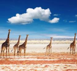 giraffe in un parco nazionale in namibia