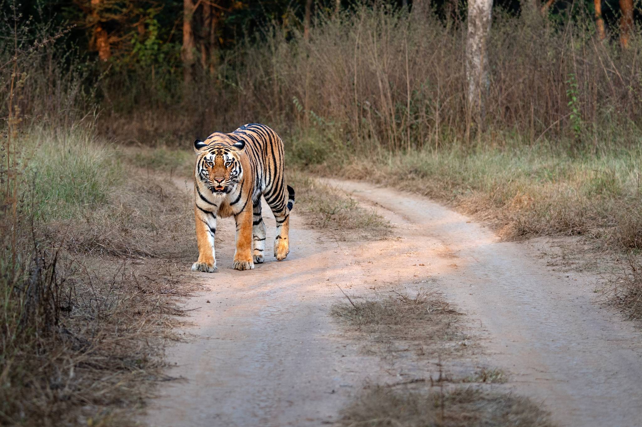 tigre del bengala