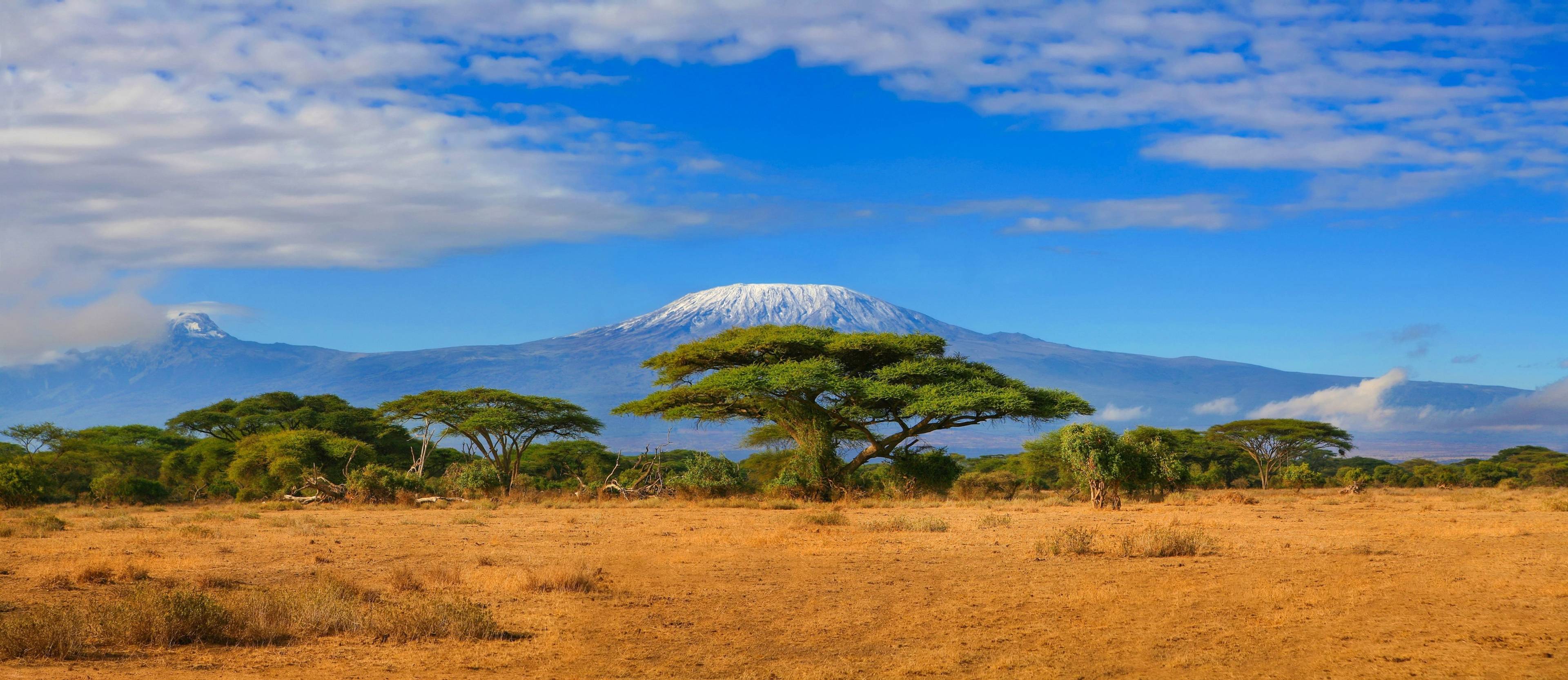savana in tanzania con kilimangiaro innevato