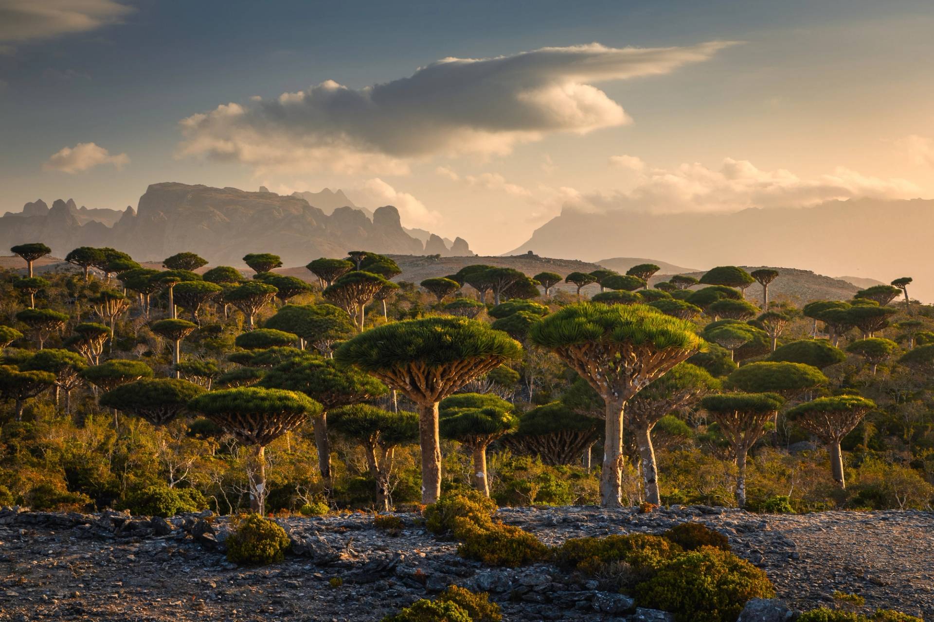 alberi del drago socotra