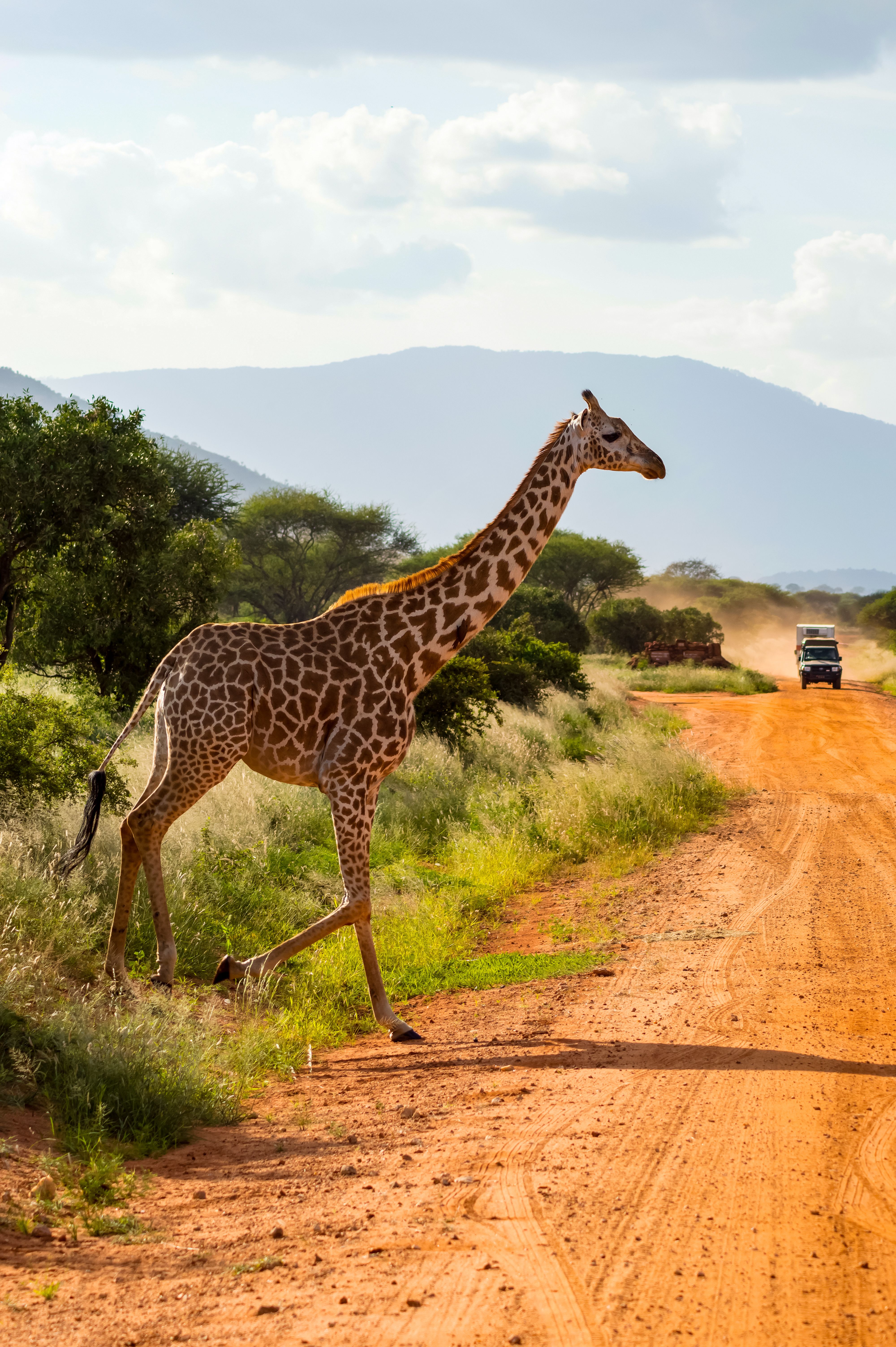 giraffa nella riserva tsavo kenya