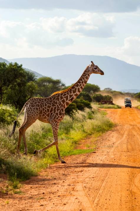 giraffa nel deserto