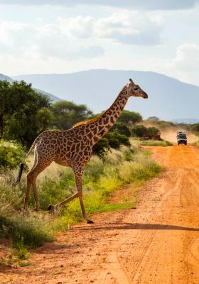 giraffa nel deserto