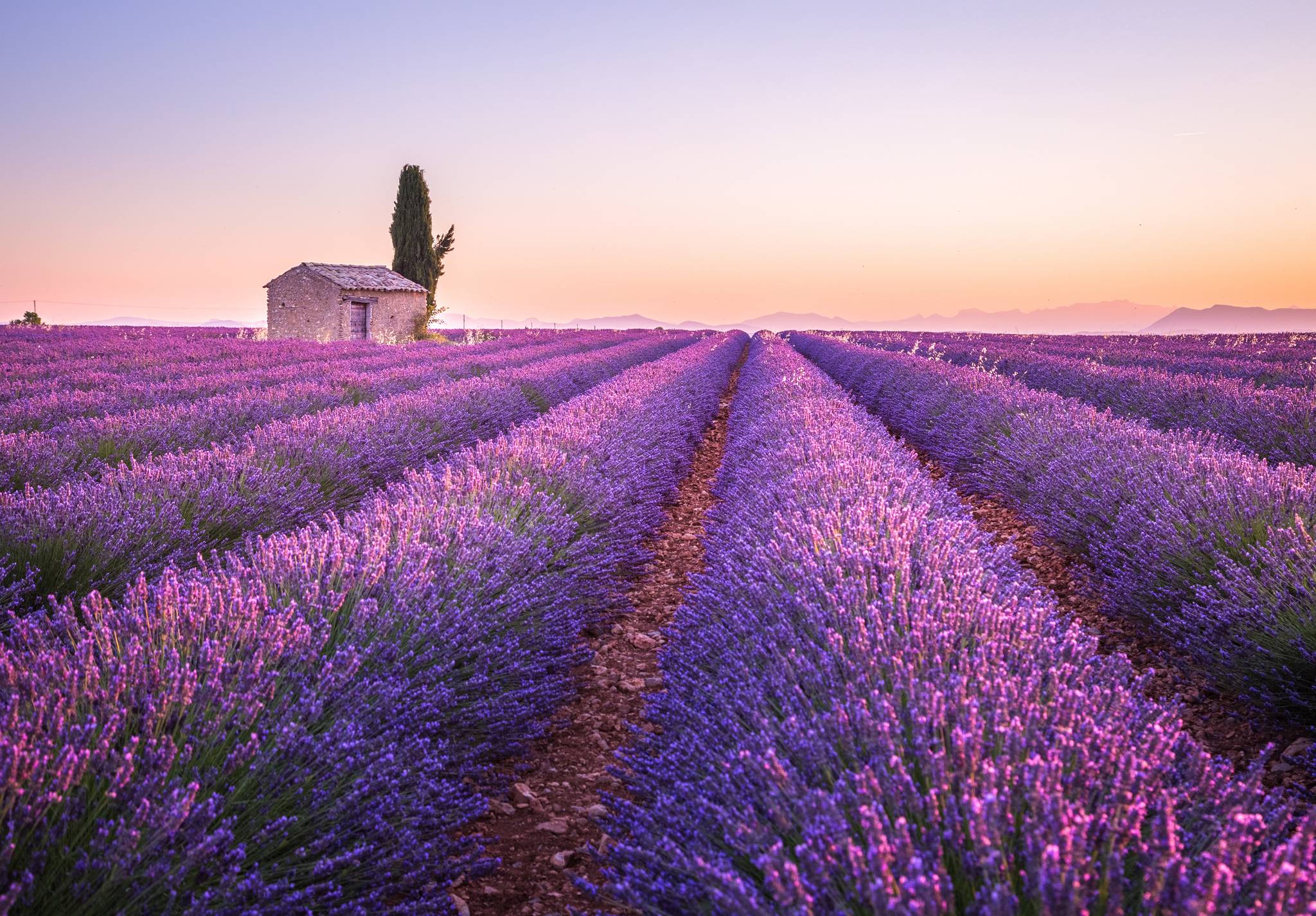 campo di lavanda al tramonto in provenza