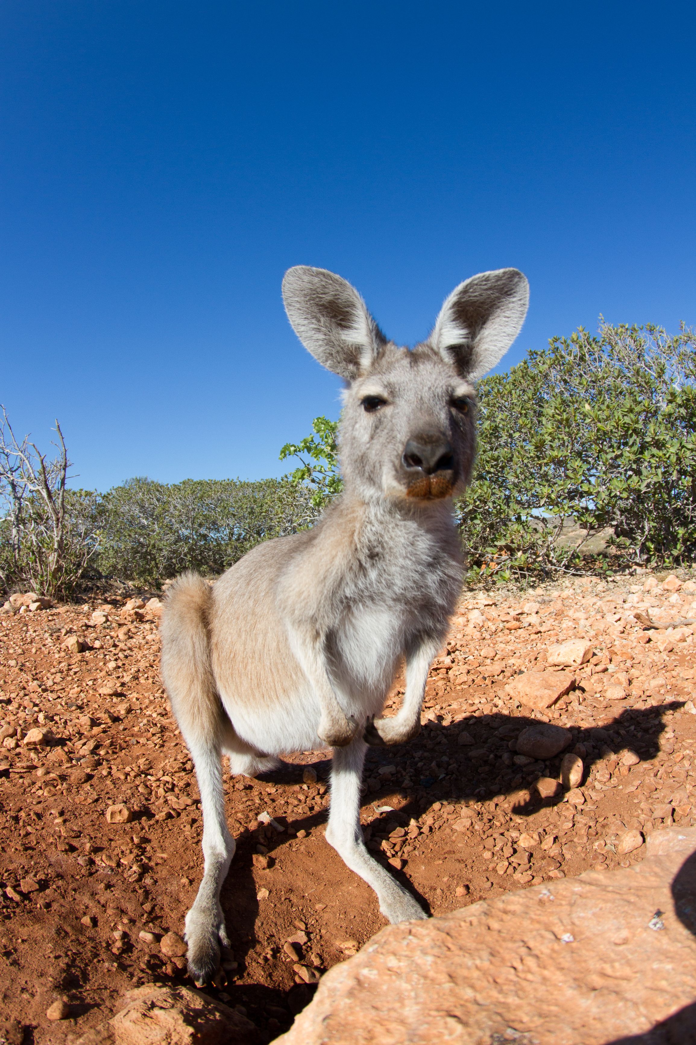 canguro in australia