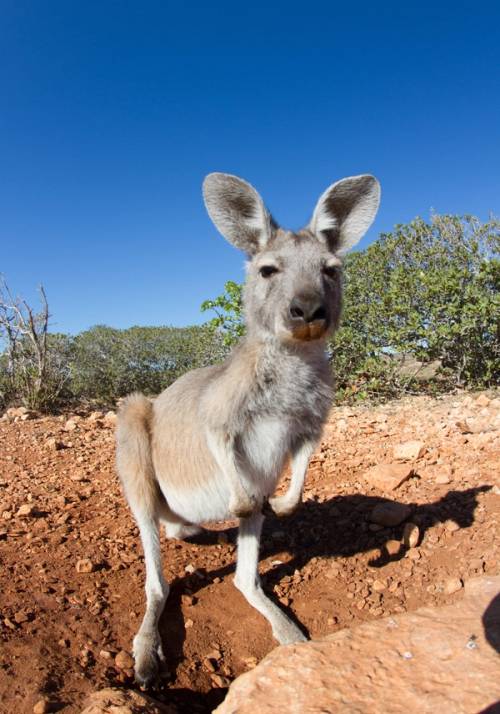 canguro in australia