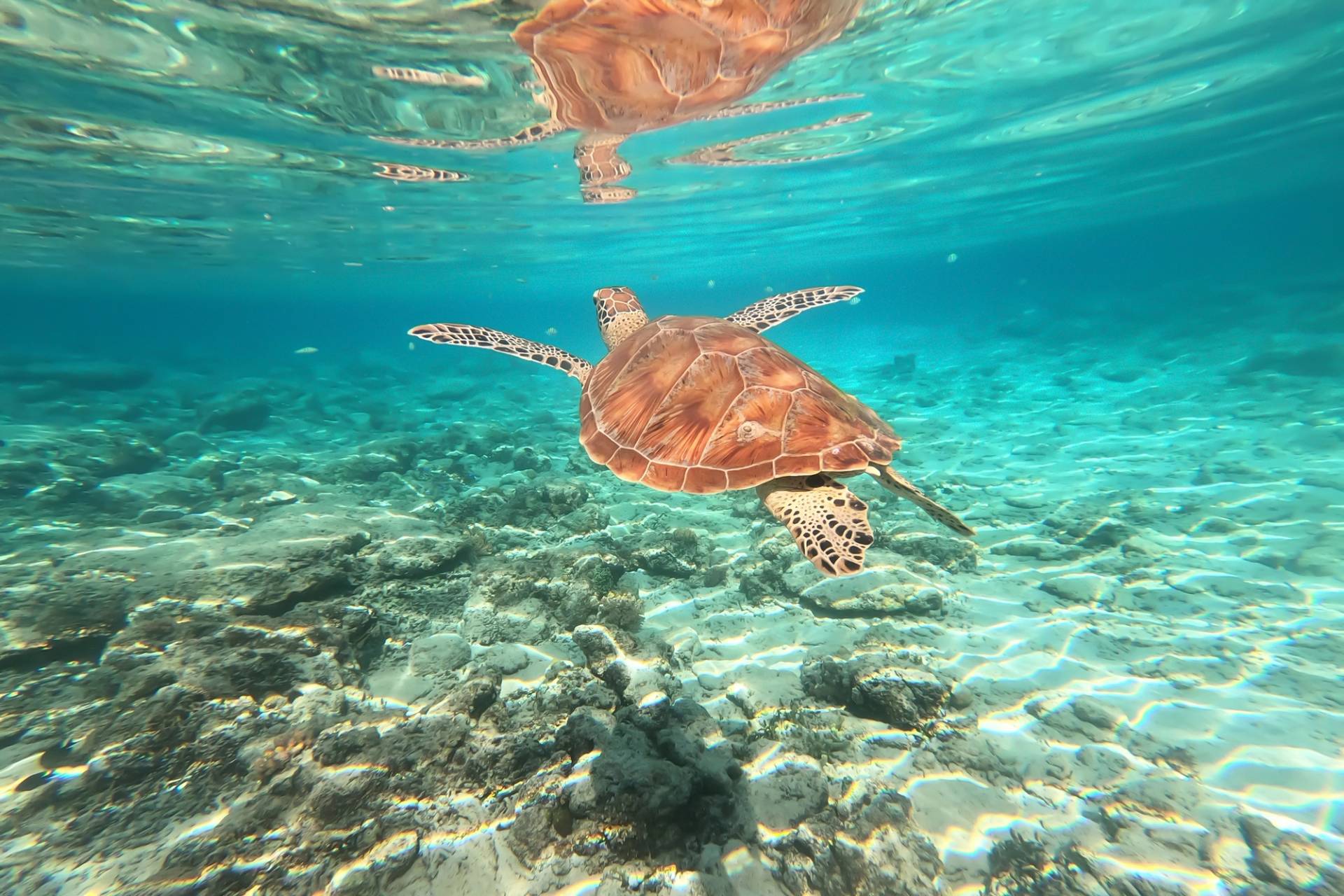 tartaruga a gili trawangan