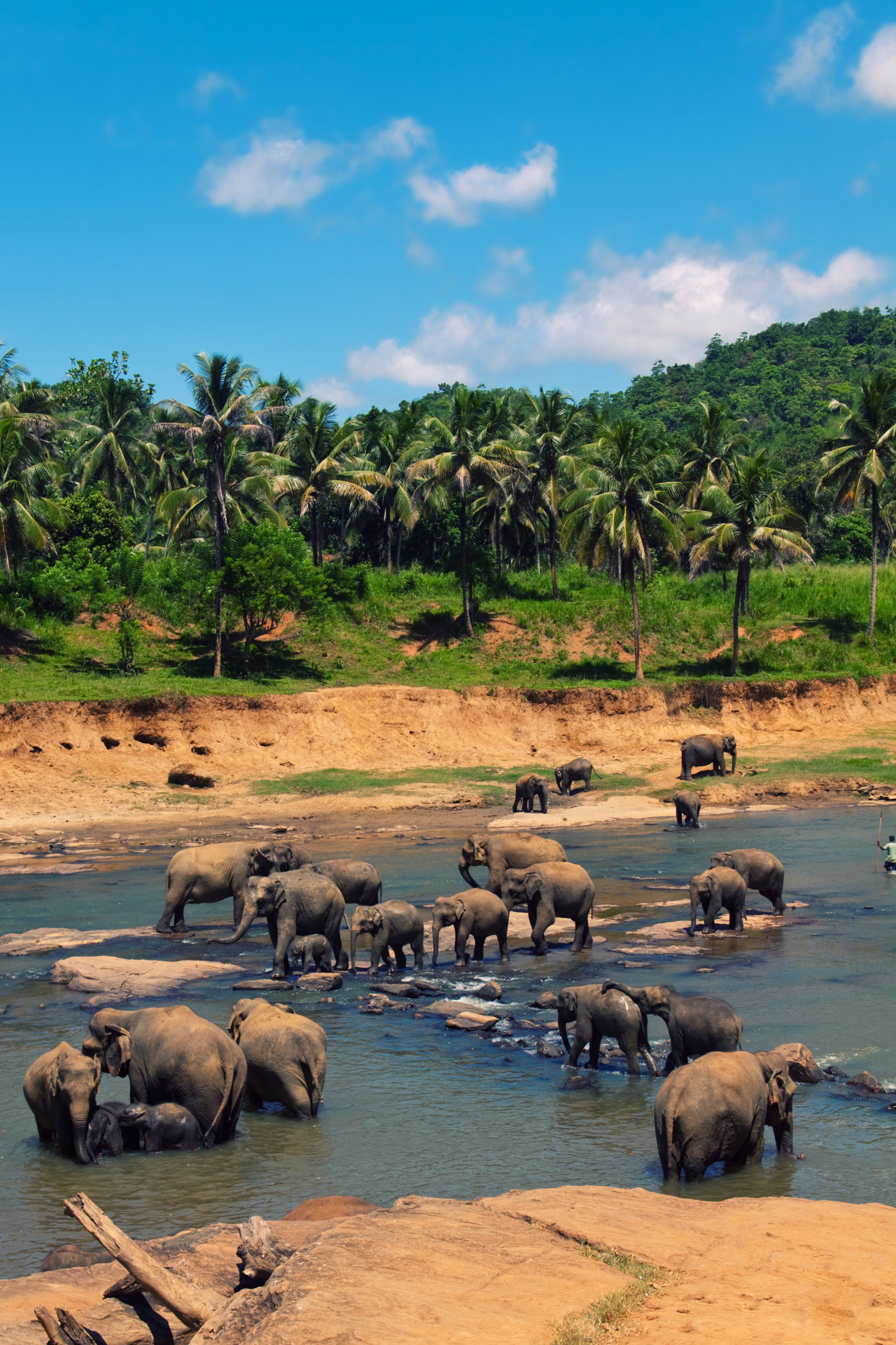 see elephants in Sri Lanka