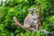 lemure in madagascar