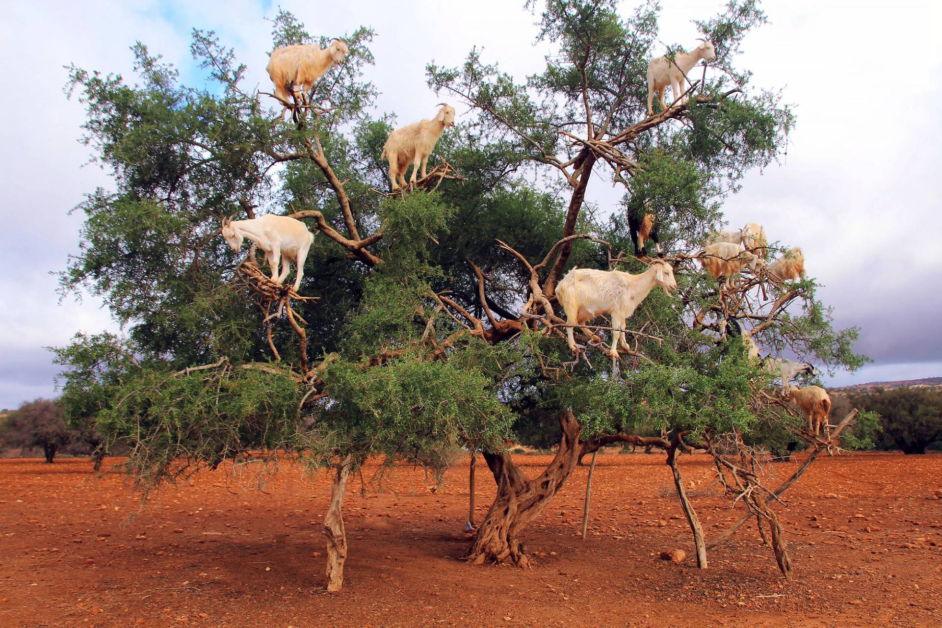 goats on a tree in Essaouira