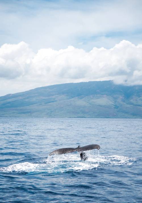 escursione balene tromso norvegia
